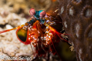 Mantis shrimp by Beate Seiler 